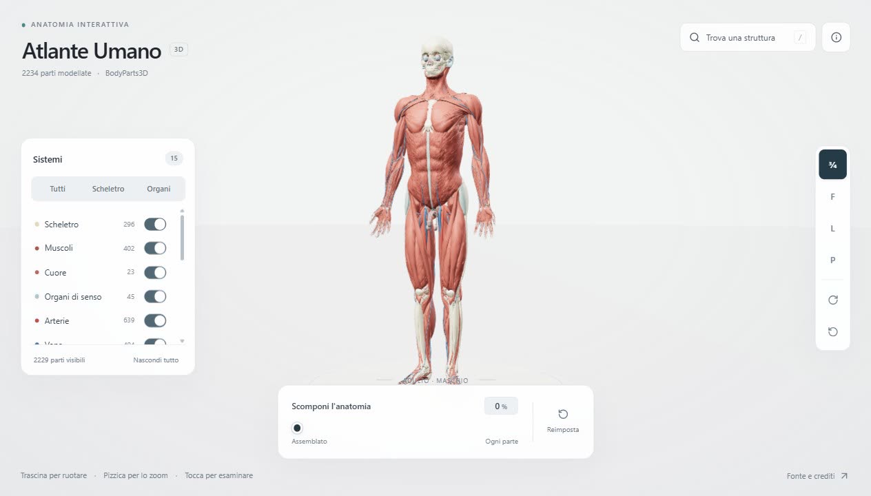 Atlante Umano: a 3D human body with muscles and skeleton, body systems on the left